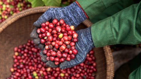 Кафето робуста е най-скъпо от 45 години насам