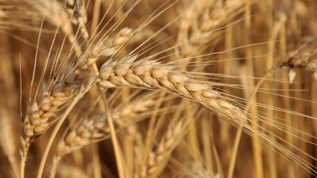 Фермерите в Добруджа засега отчитат по-високи добиви на пшеница