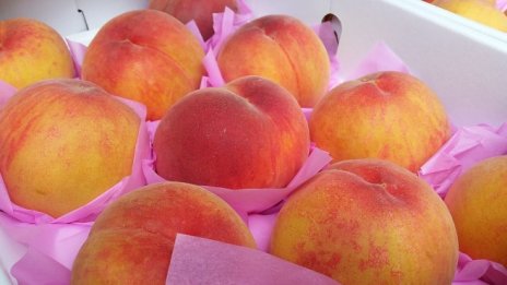 Овощарите ще получат 3,6 млн. лева за съхранение на продукция