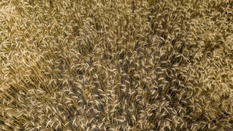 ООН очаква рекордно световно производство на зърнени култури през годината