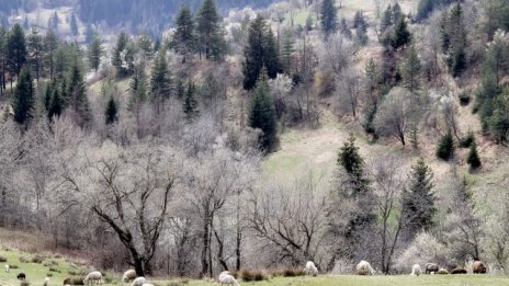 20 хил. декара са предвидени за залесяване тази година