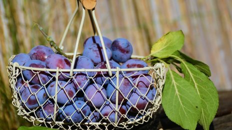 Преслава Петрова: Сред младите хора расте интересът към земеделието