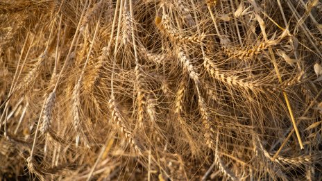 Цената на пшеницата достигна четиримесечен връх заради новите рискове от Русия