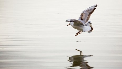 Круизните кораби по Дунав се увеличават всяка година