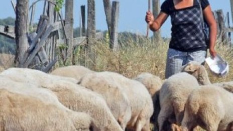 Подновява се приемът на инвестиционни проекти на млади фермери