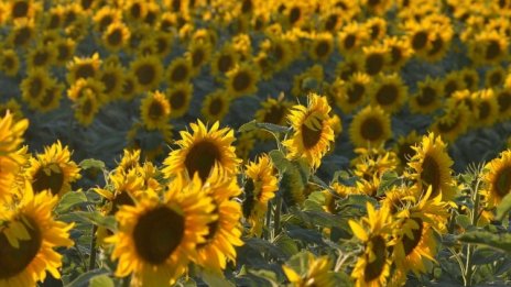 По-добра реколта от слънчоглед отчита агроминистерството