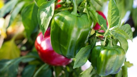 Иновативни торове от органични материали ще се продават по-лесно в ЕС