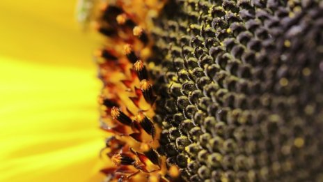 Салдото в търговията с аграрни стоки расте с 8,8% през първото полугодие