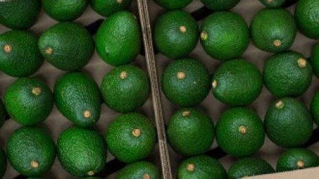 Авокадото е големият печеливш от порива към здравословно хранене през пандемията