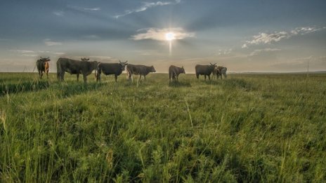 Сивият сектор в производството на мляко в България запазва сериозен дял