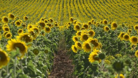 ВАС потвърди картел при производители на олио 