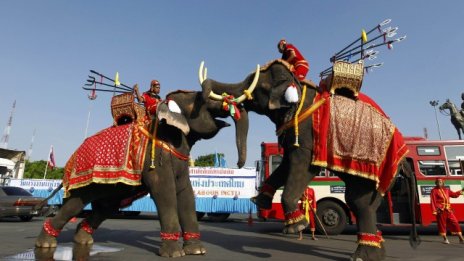 Тъмната страна на туристическите атракции със слонове в Тайланд