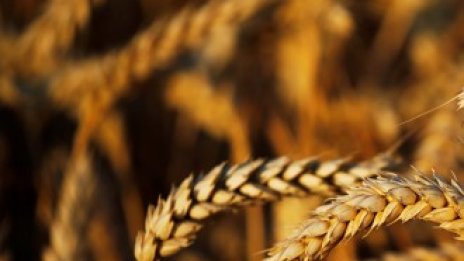 Пшеницата може да е изненадващият победител от търговската сделка между САЩ и Китай