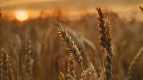 Цените на зърното поеха надолу в края на ноември