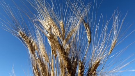 Кризата с торовете, засягаща добива на зърно в Източна Европа, може да се влоши