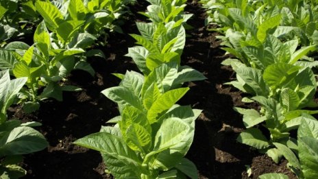 Производителите на тютюн ще получат 80 млн. лв. национална помощ за 2018 г.