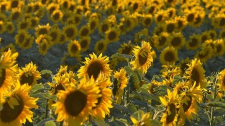 Службата за съвети в земеделието е изготвила над 18 хил. проекта на малки ферми