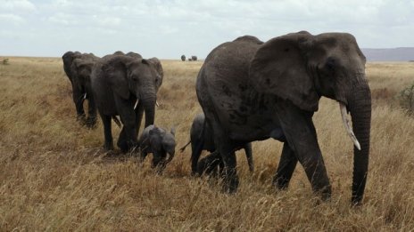 Незаконна слонова кост се продава в цяла Европа