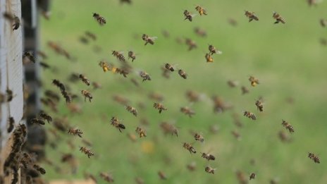 С 35% повече са парите за Националната програма по пчеларство