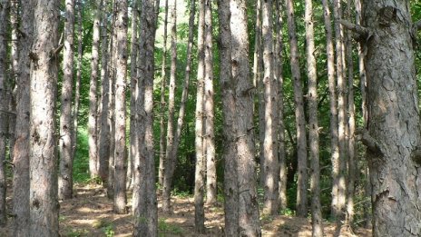 Едва 15 на сто от глобите на бракониери в горите се събират