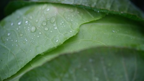 "Войната на зелките" разпали страстите между Сърбия и Хърватия