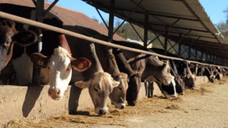 Животновъди от Южна България поискаха оставката на агроминистъра