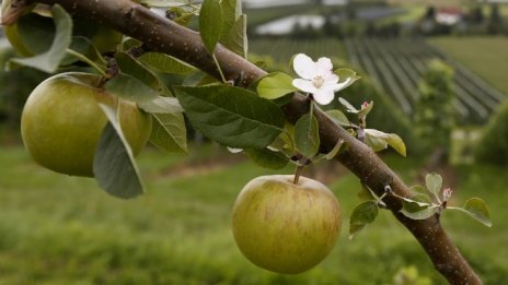 Над 2500 фермери искат субсидии по програмата срещу вредители в овощните градини