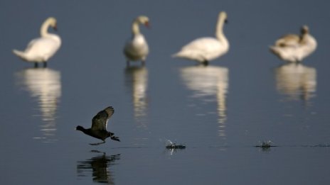 Уловът на  бяла мида ще е забранен 60 дни в годината