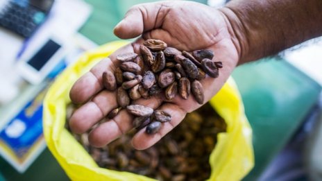 При какаото няма инфлация, а дефлация