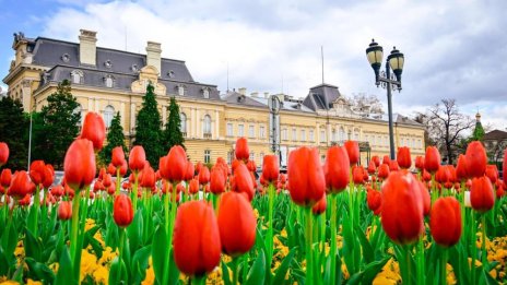 Над 840 хил. цветя красят София през пролетта