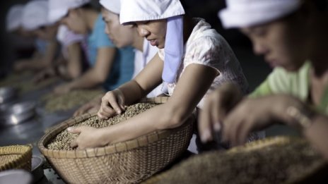 Светът се нуждае от кафе, но Виетнам не може да помогне
