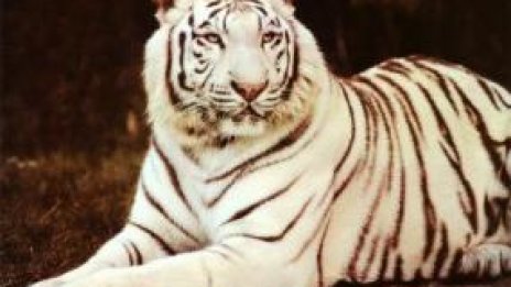 Годината на късмета