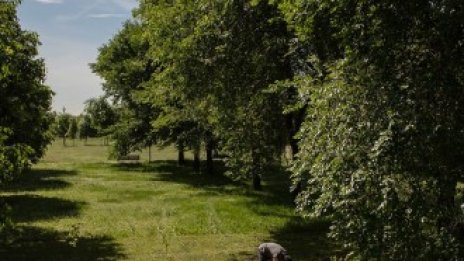 Горската стратегия на ЕС предвижда засаждането на три милиарда дървета