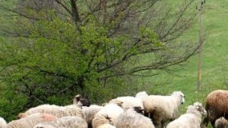 Електронната система на екомрежата НАТУРА ще бъде готова до края на 2013 г.