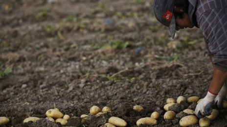 От 9 март картофопроизводителите кандидатстват за субсидия