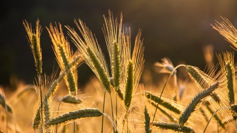 Сушата носи спад в реколтата на зърнено-житни култури в ЕС през 2022 г.