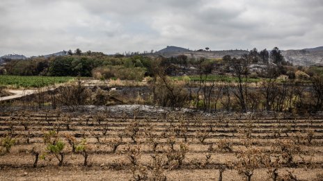 Производството на вино във Франция тази година ще е дори под дъното от 2024 г.