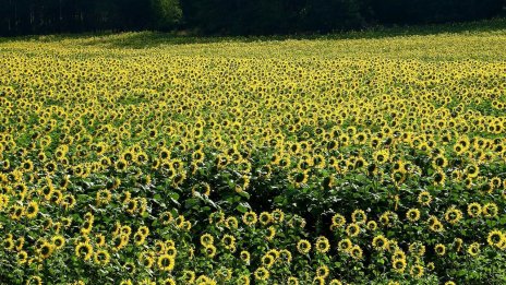 Дъщерно дружество на "Агрия ГХ" ще строи нов завод със заем за 35 млн. евро от ЕИБ