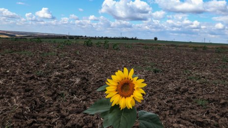 Владимир Иванов, ДКСБТ: Няма да има чувствително увеличение в цената на олиото