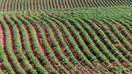 КЗК разреши обединение в сектора на растителната защита