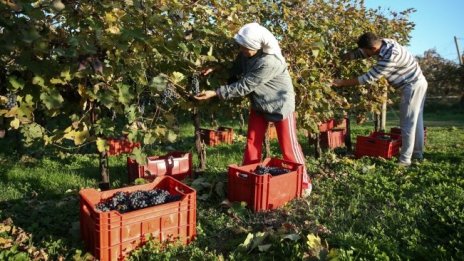 Защо част от евросредствата за земеделие изтичат в непроизводствени дейности?