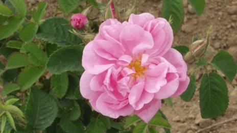 Продажбите на "Българска роза"-Карлово намаляват през третото тримесечие