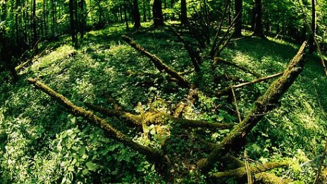 Справянето с климатичната криза минава през възстановяване на екосистемите