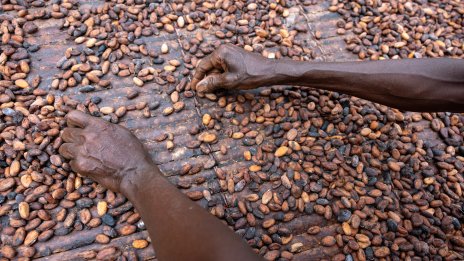 Компаниите разработват все повече нови начини за отглеждане на какао и шоколадови алтернативи