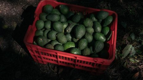 САЩ забраниха вноса на авокадо от най-големия производител