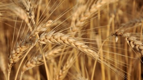 Продължават делата в САЩ срещу хербицида Раундъп