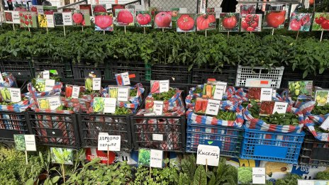 Цените в България падат за първи път от 2 години, но със символичните 0,1%