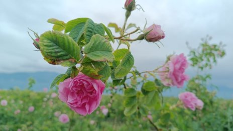 Съветът на ЕС прие позицията на България за производителите на етеричномаслени култури