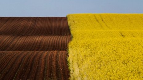 Русия отбелязва сериозен ръст при износа на растителни масла