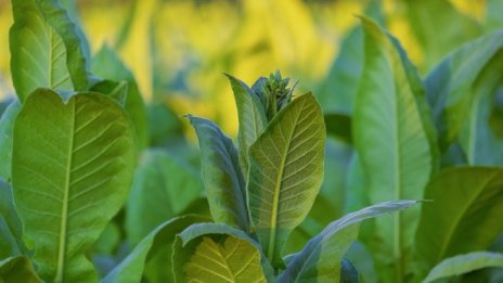 Иззет от държавата тютюн ще се унищожава в инсталации за изгаряне на отпадъци